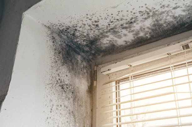 Affordable Hvac And Air Duct Mold Remediation solutions in Henderson, NC